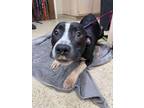 Adopt Monroe a Pit Bull Terrier