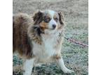 Miniature Australian Shepherd Puppy for sale in California, MO, USA