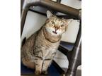 Adopt Rainbow a Domestic Short Hair, Tabby