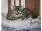 Adopt Dorie #3 (Metoyer #12) a Domestic Short Hair