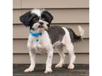 Shih Tzu Puppy for sale in New Haven, IN, USA