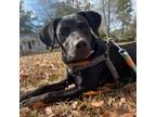 Adopt ~Courtesy~Raven a Black Labrador Retriever