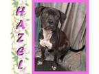 Adopt Hazel a Boxer, Pit Bull Terrier
