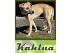 Adopt Kahlua a Yellow Labrador Retriever