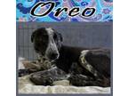Adopt Oreo a Australian Cattle Dog / Blue Heeler, Border Collie