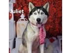 Adopt Juliet a Husky