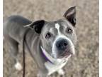 Adopt PENELOPE* a Pit Bull Terrier
