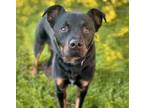 Adopt NYX a Rottweiler, Mixed Breed