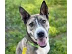 Adopt MILLY a Siberian Husky, Pit Bull Terrier