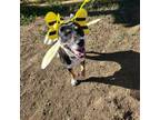 Adopt Whiskey a Cattle Dog