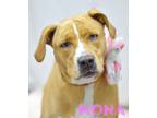 Adopt Mona a Pit Bull Terrier