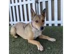 Adopt AMELIA a Australian Kelpie, Mixed Breed