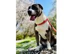 Adopt SMora a Catahoula Leopard Dog