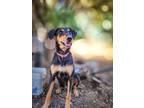 Adopt Starry a Doberman Pinscher