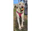 Adopt Lily a Labrador Retriever