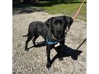 Adopt Opal a Black Labrador Retriever, Mixed Breed