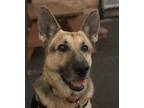 Adopt Yen (Yennefer) a German Shepherd Dog