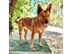 Adopt SHEILA a Australian Kelpie, Mixed Breed