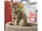 Adopt Ruffles a Tabby, Abyssinian