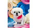 Adopt Annie a Pekingese