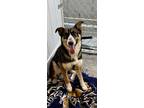 Adopt Jada a Australian Cattle Dog / Blue Heeler