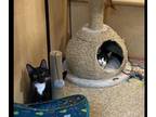 Adopt Poker And Roulette a Domestic Short Hair