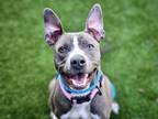 Adopt FAIRY a Pit Bull Terrier