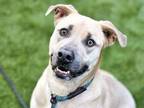 Adopt NOVA a German Shepherd Dog, Pit Bull Terrier