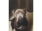 Adopt LUNA a Pit Bull Terrier