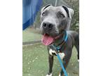 Adopt LUNA a Pit Bull Terrier