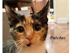 Adopt PATCHES a Calico