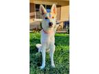 Adopt Kacie a Shepherd, Husky