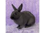 Adopt ASHLEY a Bunny Rabbit