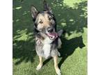 Adopt Willow a Shepherd, Husky