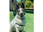 Adopt Wren a Australian Cattle Dog / Blue Heeler