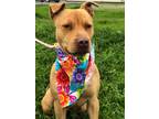 Adopt Truffles a Pit Bull Terrier, American Staffordshire Terrier