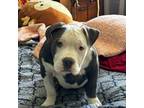 Mutt Puppy for sale in Belmont, NY, USA