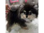 Pomeranian Puppy for sale in North Port, FL, USA