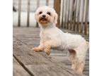 Maltese Puppy for sale in New Haven, IN, USA
