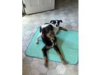 Adopt CLEMENTINE a Border Collie, Australian Shepherd