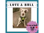 Adopt ROXIE a Australian Cattle Dog / Blue Heeler, Pit Bull Terrier