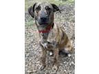 Adopt Honey a Plott Hound, Labrador Retriever