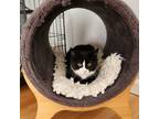 Adopt Ayla a American Shorthair