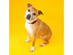 Adopt Zoey a Boxer