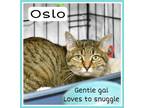 Adopt Oslo, Willow Grove PA (FCID# 05/25/2023-120) a Tabby