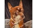 Adopt CoCo a Mixed Breed