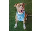 Adopt CALI a Pit Bull Terrier, Mixed Breed