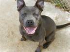 Adopt PRADA a American Staffordshire Terrier, Mixed Breed