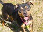 Adopt CARLA a American Staffordshire Terrier, Mixed Breed