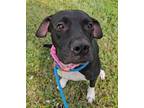 Adopt HARMONY a Labrador Retriever, Mixed Breed